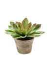 Emerald Kunstplant Echeveria groen/bordeaux 30cm in aged pot