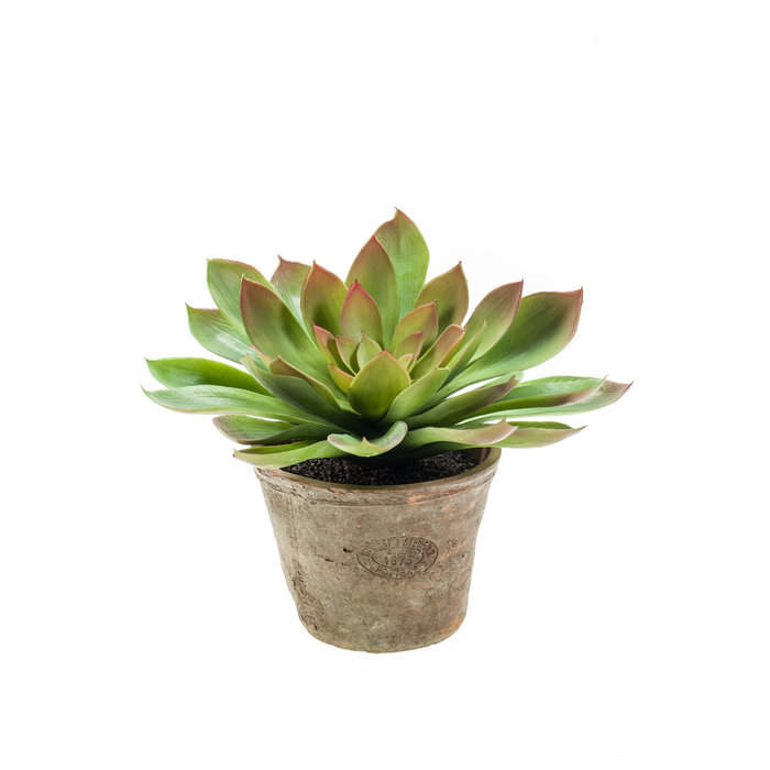 Emerald Kunstplant Echeveria groen/bordeaux 30cm in aged pot