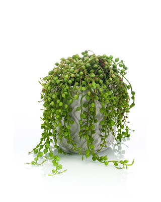 Emerald Kunstplant Senecio 15cm in cement pot