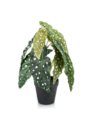 Emerald Kunstplant Begonia Maculata 30cm in zwarte pot