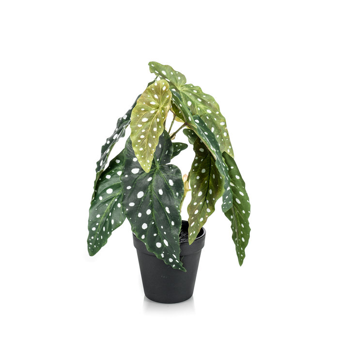 Emerald Kunstplant Begonia Maculata 30cm in zwarte pot