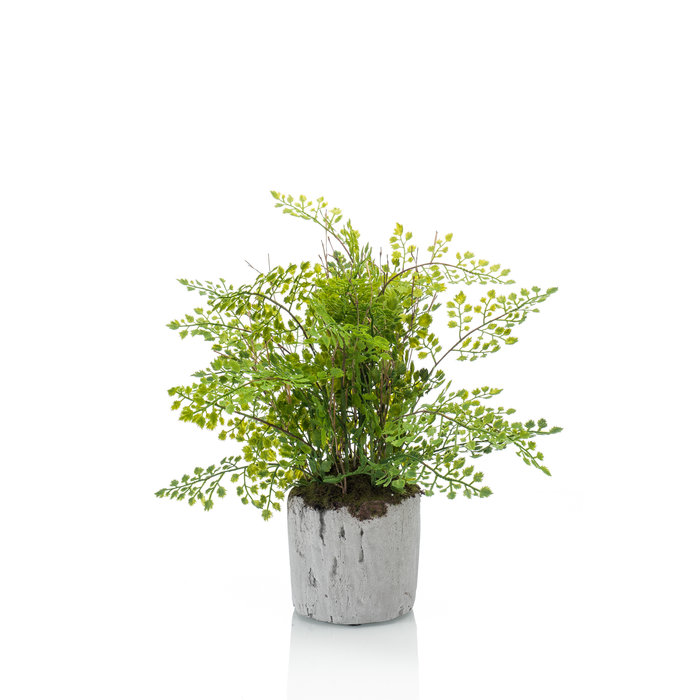 Emerald Kunstplant Varen Adianthum 30cm in cement pot