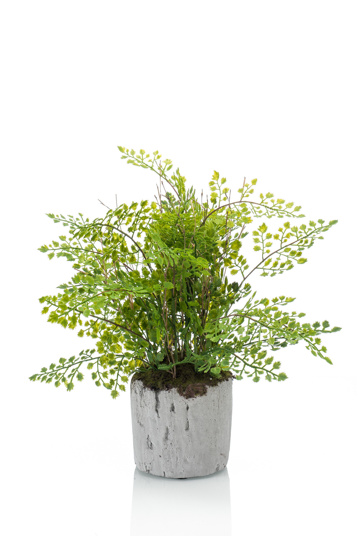 Floralike Kunstplant Varen Adianthum 30cm in cement pot