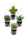 Emerald Kunst vetplanten mix 11cm set van 4 in hangpot