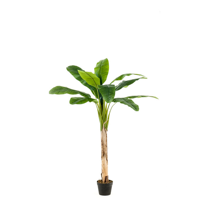 Emerald Kunst Bananenboom 150cm