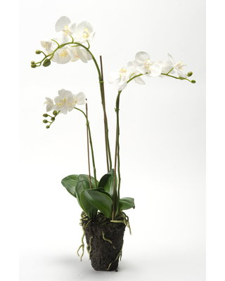 Emerald Kunstplant Vlinderorchidee (Phalaenopsis) 75cm