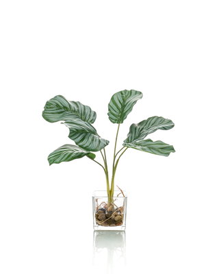 Emerald Kunstplant Calathea 35cm in glazen pot