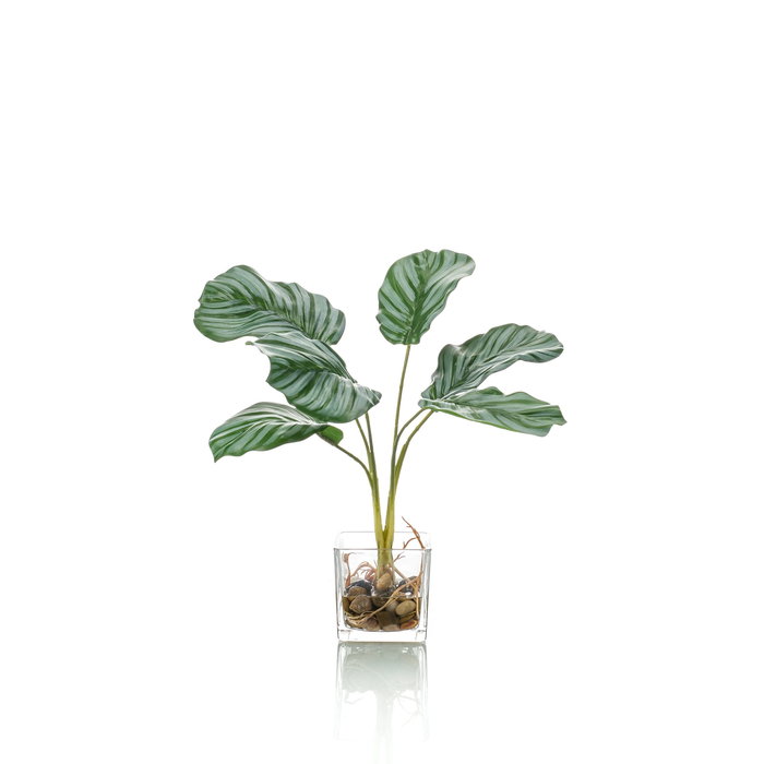 Emerald Kunstplant Calathea 35cm in glazen pot