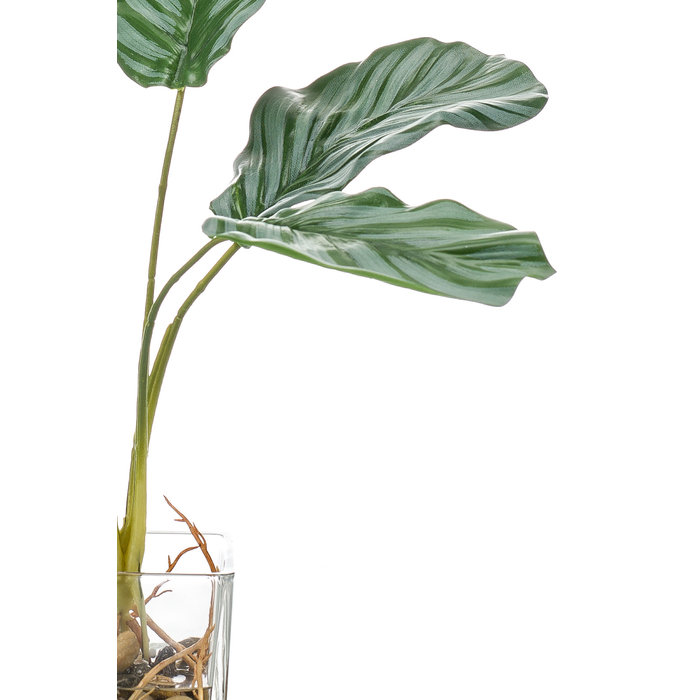 Emerald Kunstplant Calathea 35cm in glazen pot