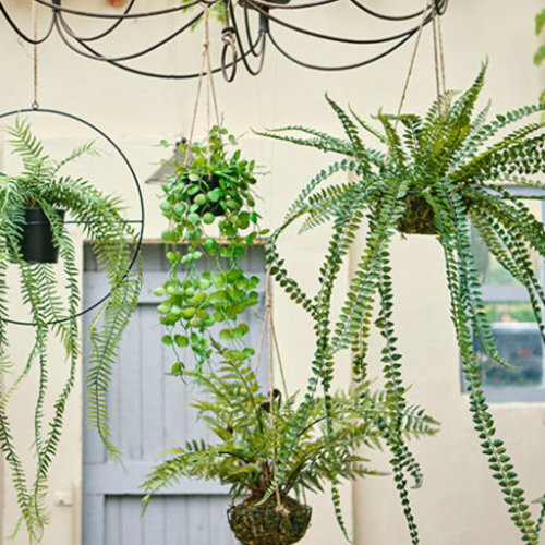 Kunst hangplanten