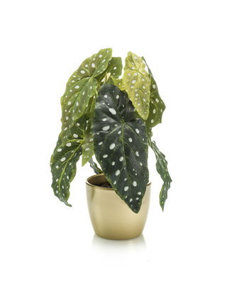 Emerald Kunstplant Maculata 30cm in goudkleurige pot