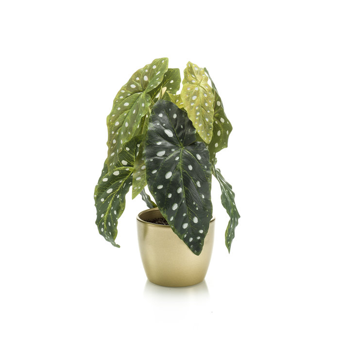 Emerald Kunstplant Maculata 30cm in goudkleurige pot