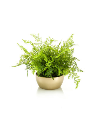 Emerald Kunstplant Varen 40cm in goudkleurige schaal