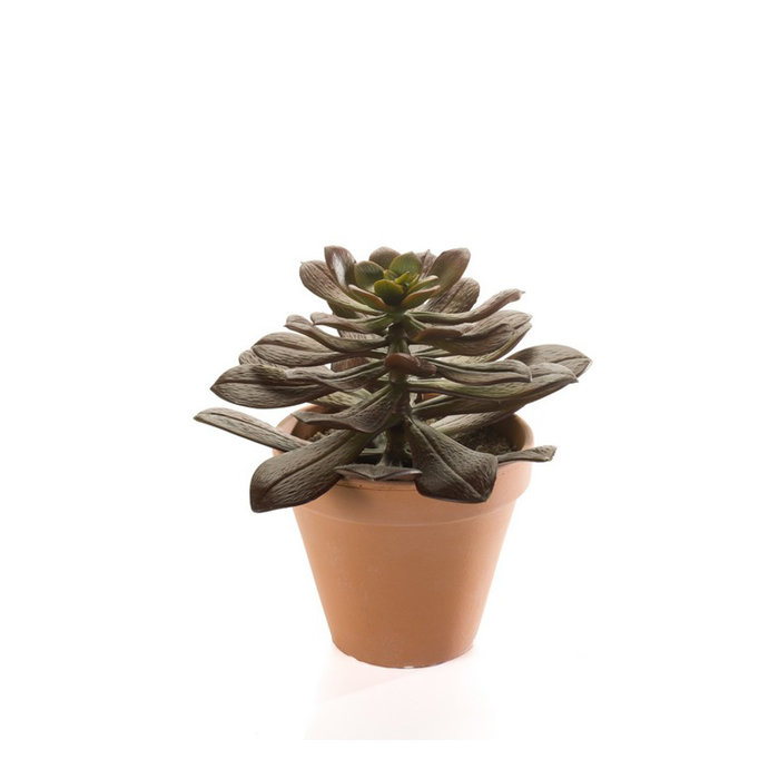 Emerald Kunstplant Echeveria bordeaux 28cm in terracotta pot