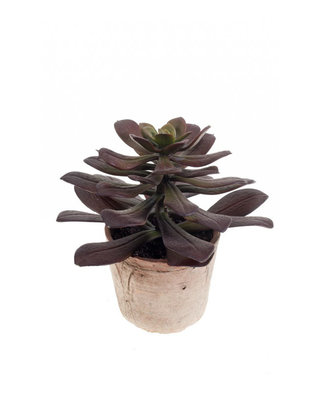 Emerald Kunstplant Echeveria bordeaux 28cm in aged pot
