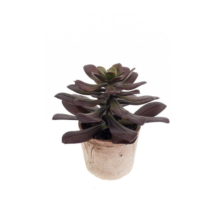 Emerald Kunstplant Echeveria bordeaux 28cm in aged pot