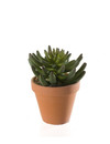 Emerald Kunstplant Tripmadam groen 17,5cm in terracotta pot