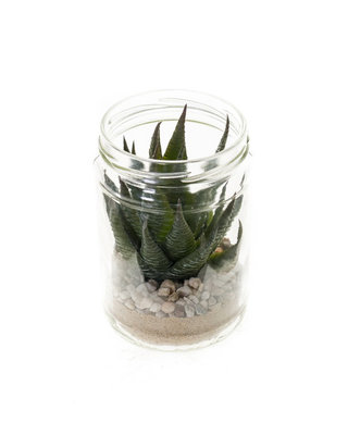 Emerald Kunstplant Haworthia groen 12,50cm in glazen pot