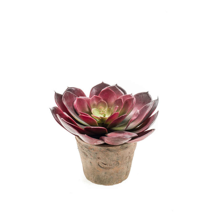 Emerald Kunstplant Echeveria pelusida bordeaux 20cm