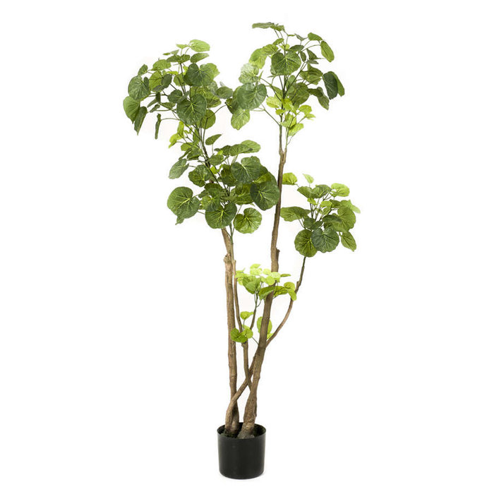 Emerald Kunstboom Polyscias tree 135cm