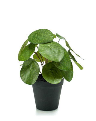 Emerald Kunstplant Pilea 22cm in zwarte pot