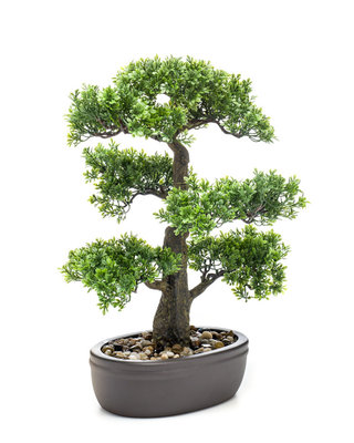 Emerald Ficus mini bonsai 43cm op bruin bord
