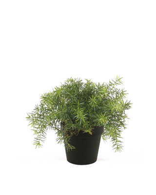 Emerald Kunstplant Asparagus 10cm lichtgroen in zwarte pot