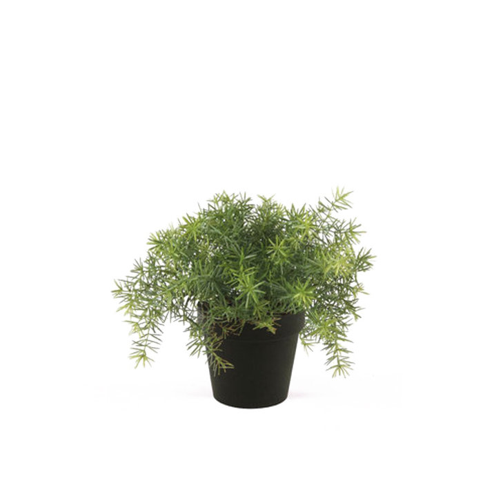 Emerald Kunstplant Asparagus 10cm lichtgroen in zwarte pot