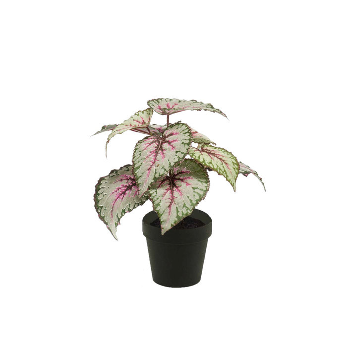 Emerald Kunstplant Begoniastruik 25cm grijs/roze in zwarte pot