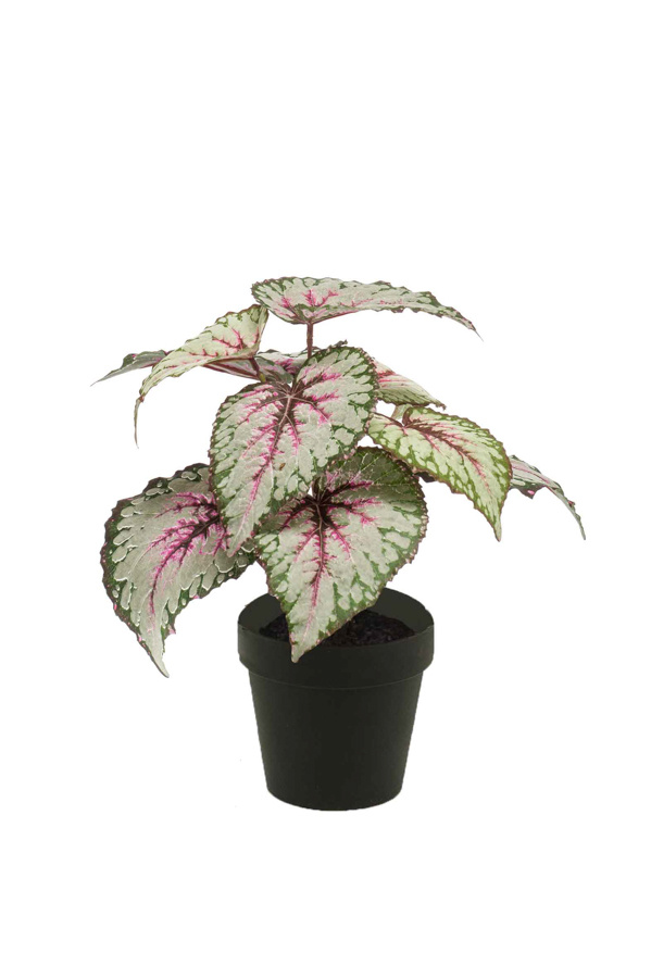 Emerald Kunstplant Begoniastruik 25cm grijs/roze in zwarte pot
