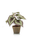 Emerald Kunstplant Begoniastruik 25cm grijs/paars in terracotta pot