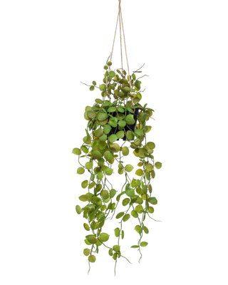 Emerald Kunstplant Ceropegia hangend 50cm in pot