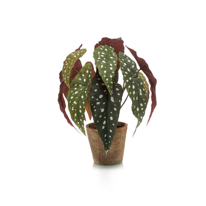 Emerald Kunstplant Begonia maculata 33cm in aged pot