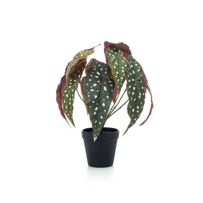 Emerald Kunstplant Begonia maculata 33cm in zwarte pot