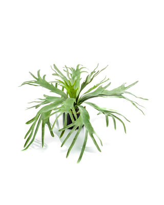 Emerald Kunstplant Hertshoorn 60cm in kunststof pot