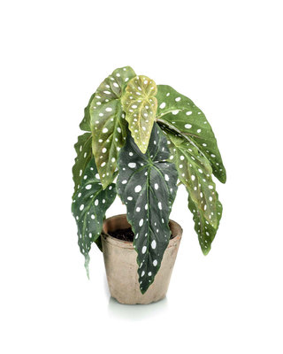Emerald Kunstplant Begonia maculata groen 30cm in aged pot