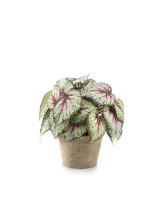 Emerald Kunstplant Begonia grijs/roze 25cm in aged pot