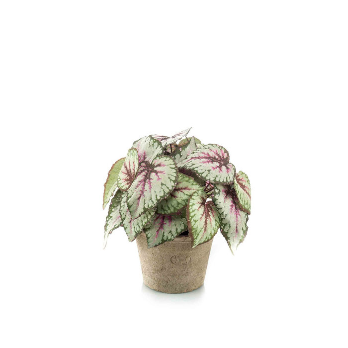 Emerald Kunstplant Begonia grijs/roze 25cm in aged pot