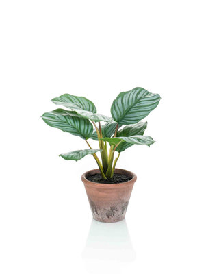 Emerald Kunstplant Calathea Orbifolia 32cm in terra pot