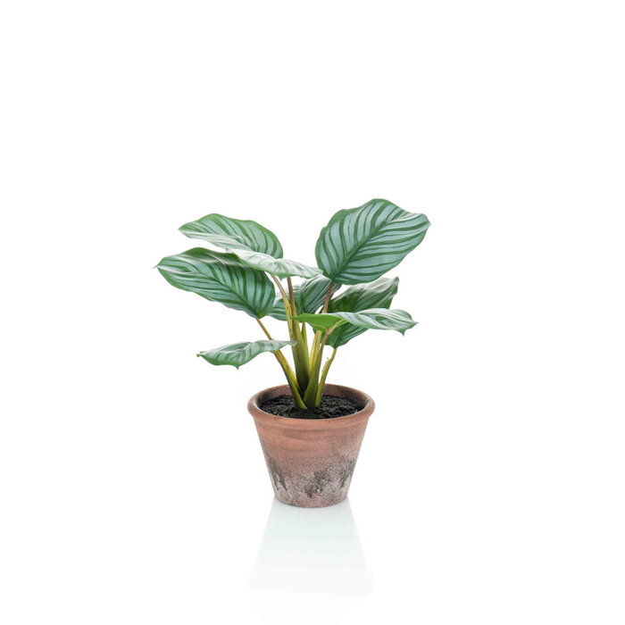 Emerald Kunstplant Calathea Orbifolia 32cm in terra pot