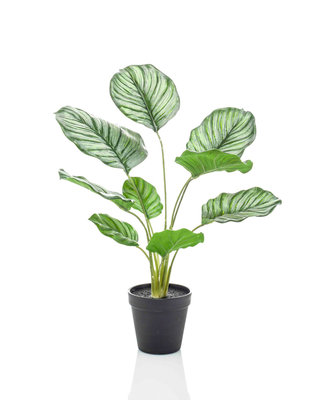 Emerald Kunstplant Calathea orbifolia 45cm in pot