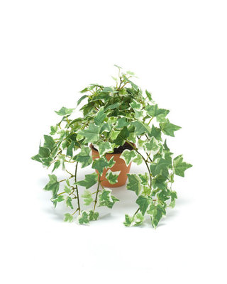 Emerald Kunstplant Mini Holland klimop groen/wit 20cm
