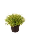 Emerald Kunstplant Tuinkers 15cm in pot