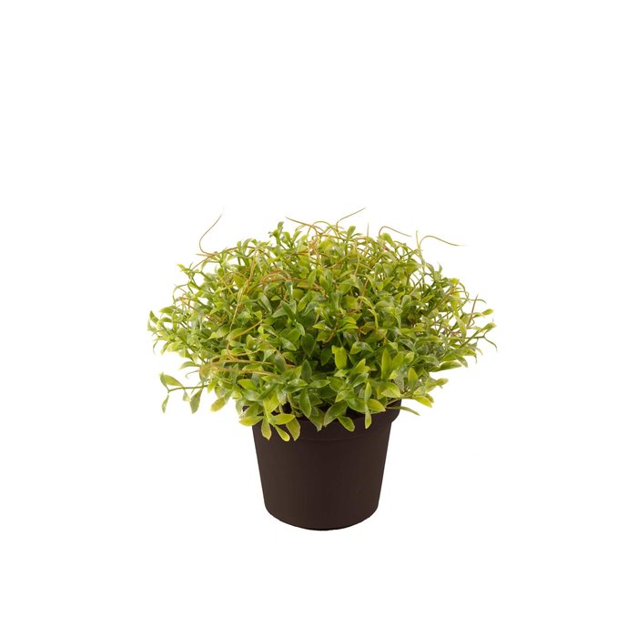 Emerald Kunstplant Tuinkers 15cm in pot