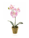 Emerald Kunstplant Vlinderorchidee Mini Pink 28cm in pot