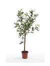 Emerald Kunstboom Olijf mini 65cm