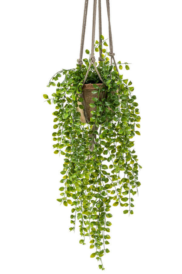 zege rijm Nieuwjaar Kunst hangplant Ficus pumila 80cm in pot - Floralike kunstplanten -  Floralike