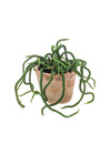 Emerald Kunstplant Crassula 30cm in aged pot
