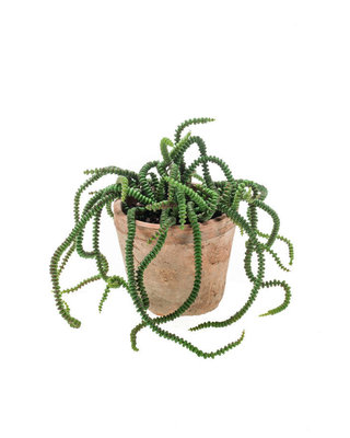 Emerald Kunstplant Crassula 30cm in aged pot