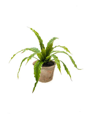 Emerald Kunstplant Asplenium varen 35cm in terracotta pot